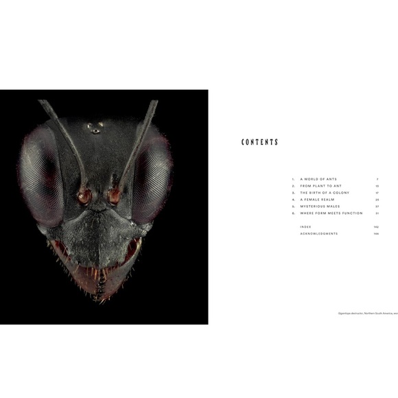 ANTS ~ Workers of the World ~ Hardcover Coffee Table Book ~ Illustrated - Picture 2 of 10